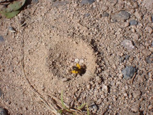 Réf. 346 764 : Panurgus sp.